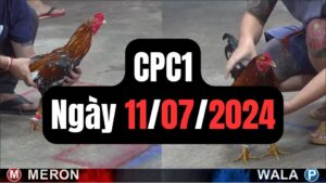 Tổng hợp đá gà thomo CPC1 11-07-2024