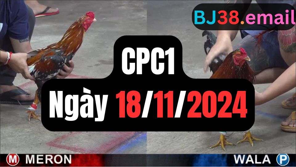 Tổng hợp đá gà thomo CPC1 18-11-2024