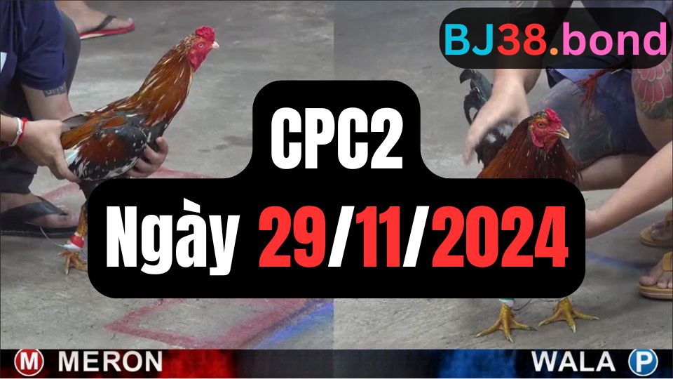 Tổng hợp đá gà thomo CPC2 29-11-2024