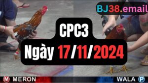 Tổng hợp đá gà thomo CPC3 17-11-2024