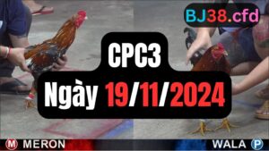 Tổng hợp đá gà thomo CPC3 19-11-2024