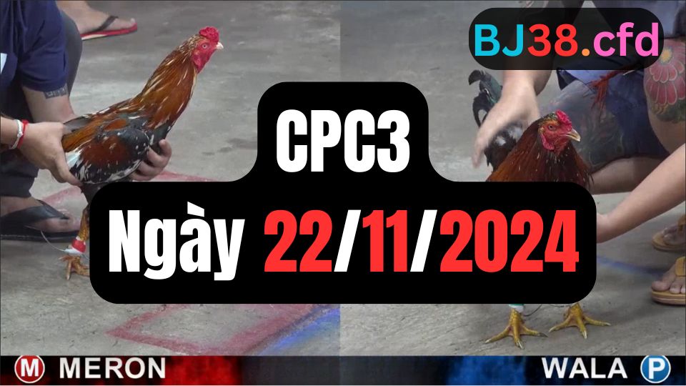 Tổng hợp đá gà thomo CPC3 22-11-2024
