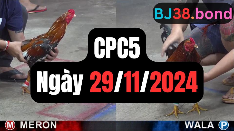 Tổng hợp đá gà thomo CPC5 29-11-2024